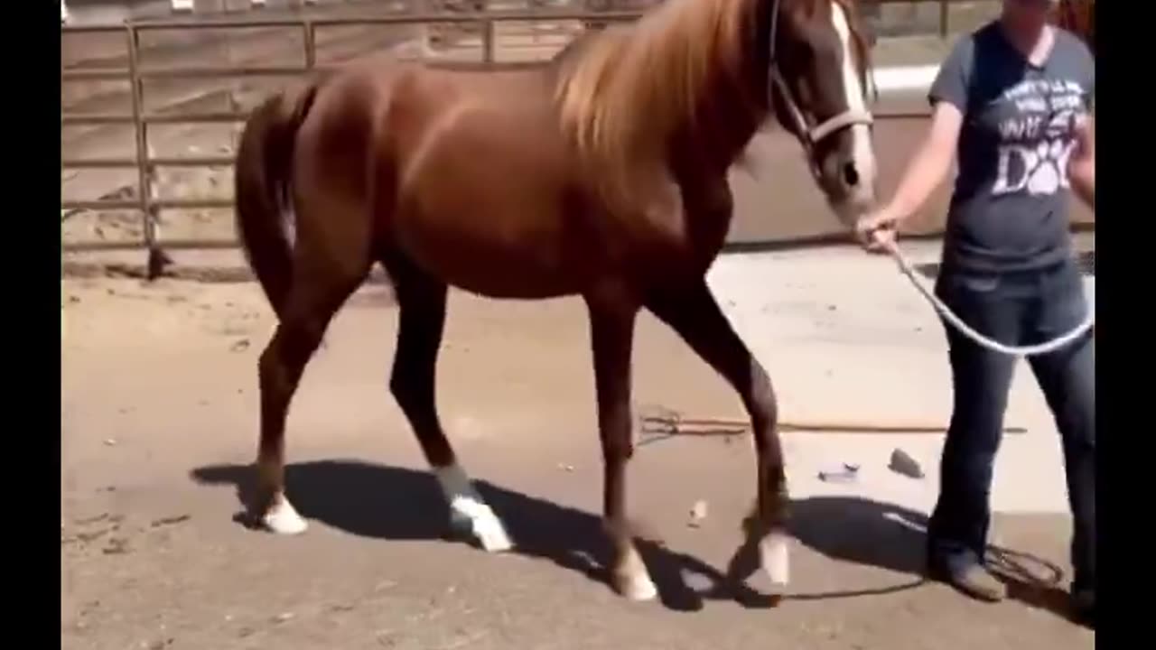 This horse was lost in the forest for more than 2 years and its nails grew very long.