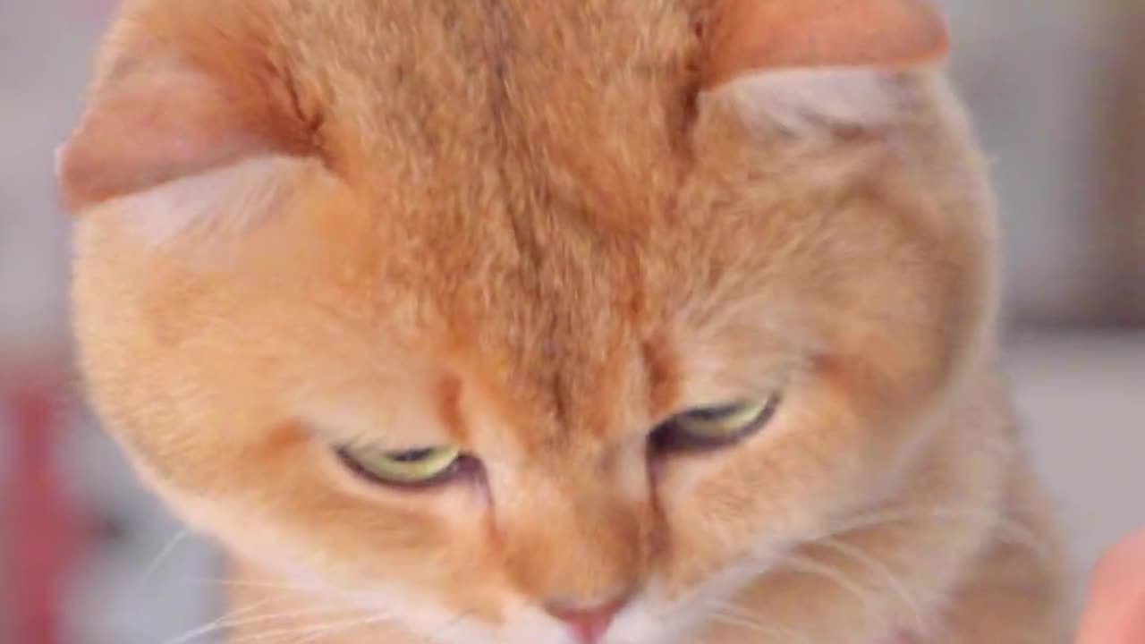 Funny Cat Clips: LOL Moments Unleashed Ep 12.