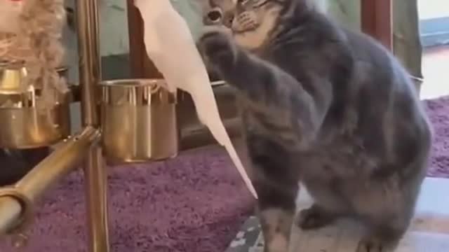 Cat funny bird