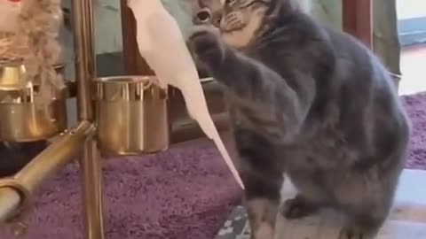 Cat funny bird