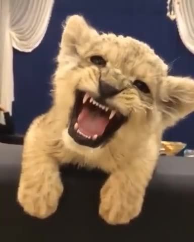 Would you like to realize how charming sound cat sounds like.