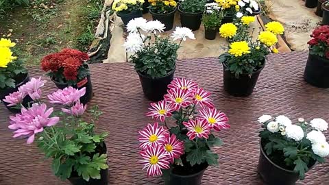 Growing techniques of Chrysanthemums