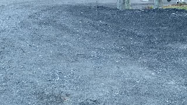 Runaway ducks