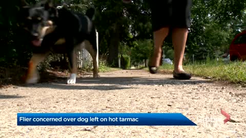 Calgary dog owner concerned about airline pet safety after pup left on tarmac in 30 degree heat