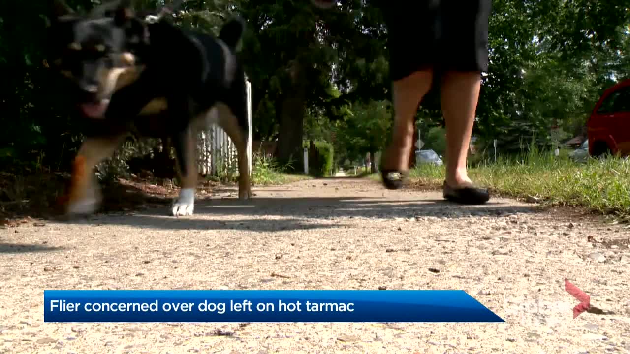 Calgary dog owner concerned about airline pet safety after pup left on tarmac in 30 degree heat