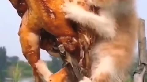 #Respect 🤟 OMG 😱 |Funny Video | Comedy Video | Viral Video #Shorts