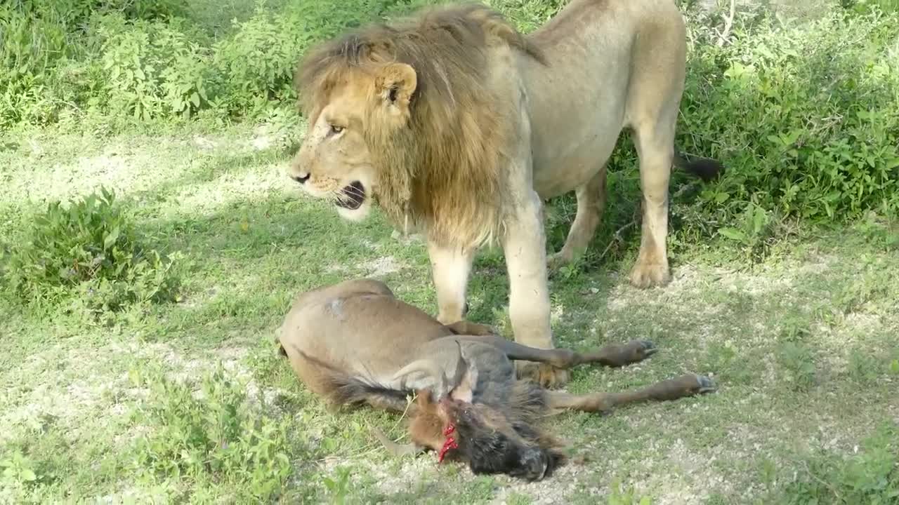 Lions Daily Routine - Serengeti National Park (HD 1080p)