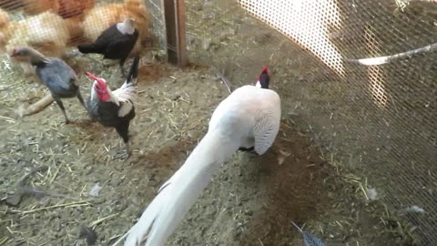 Serama chickens (5)