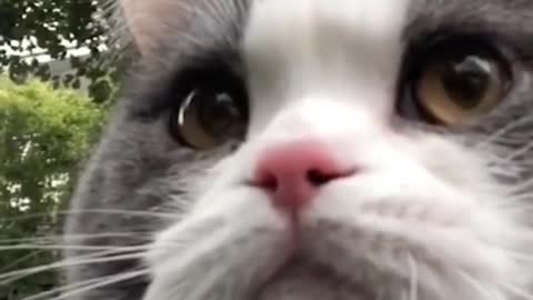 Tag a cat lover ️ What is ‘cat’ in your language? Follow @trifinn, my main#cat