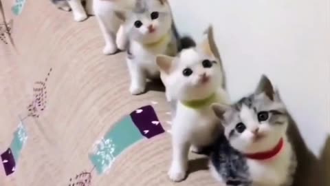 Cute kittens ❤️