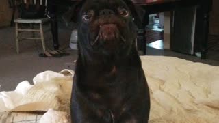 Pug enjoying his toy