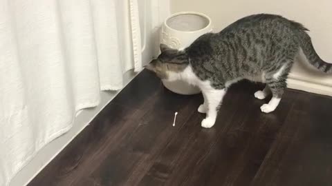 Grey cat looks in trash can pulls out q-tip