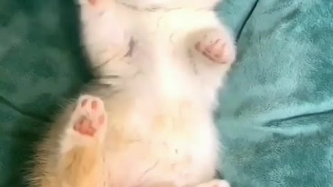 Cute cat short video 😍🔥