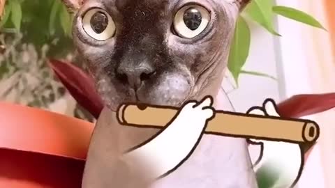 The cat plays the pipe.