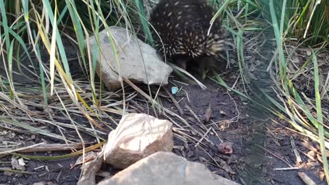 Porcupine, Is This the Cutest Animal Noise