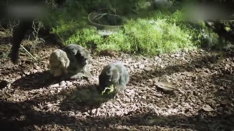 Top animais fofinhos que podem matar voce