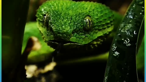 Green Vipers