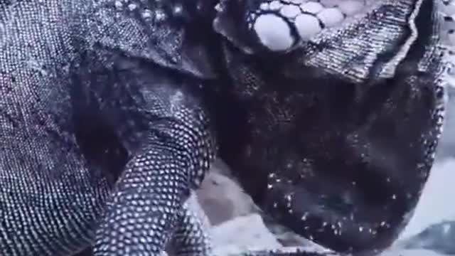 Dragon lizard
