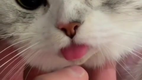 Cute cat
