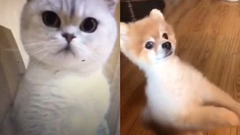 Cute Cat react dog videos | Cat duet Video Ep.1 | funny cat Shorts videos 2021