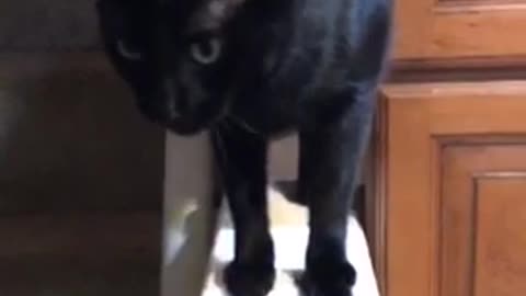 Black cat stretches out paws to owner