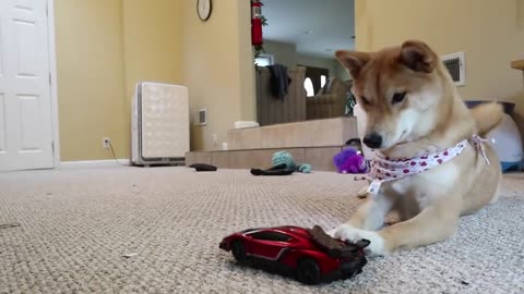 Funny dogs attack on car