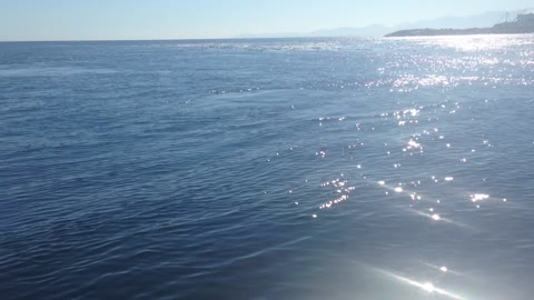 Sea Lions off of Vancouver Island