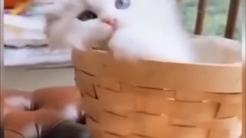 funny cat