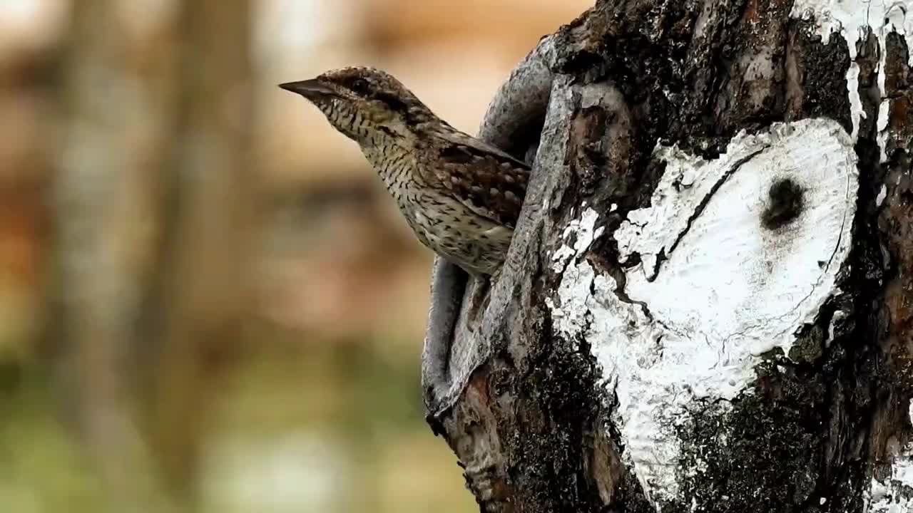 A bird house in the tree