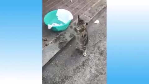 Funny Kids and Pets