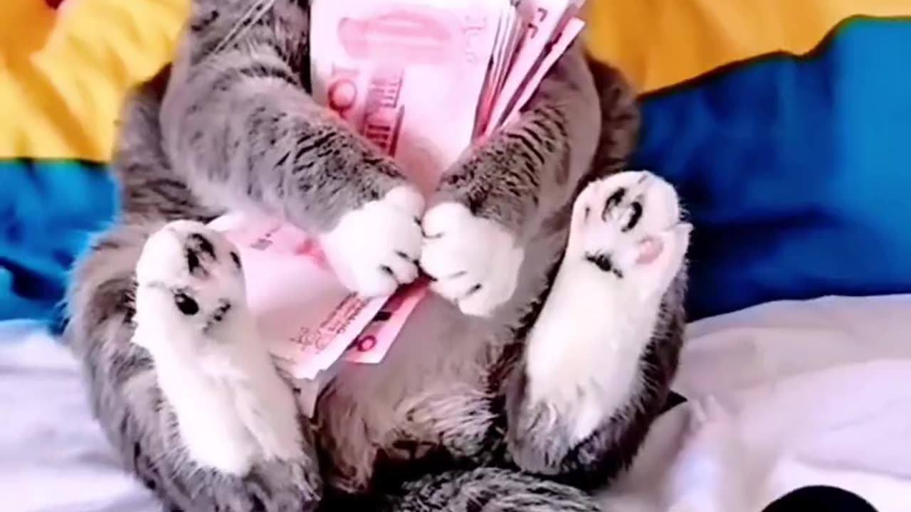 Cat Money