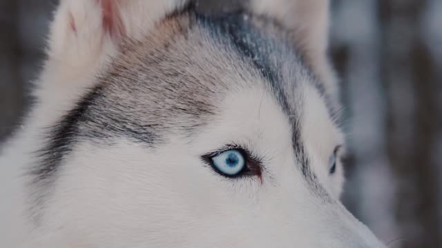 A serious but beautiful husky