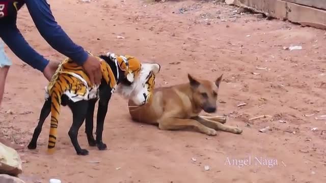 Dog vs Tiger fight