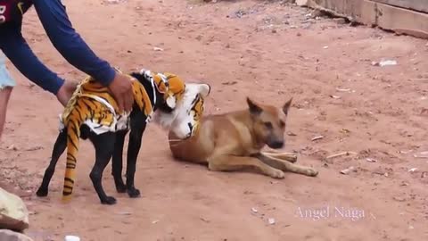 Dog vs Tiger fight