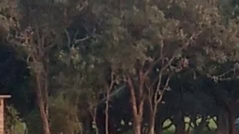 Mango tree