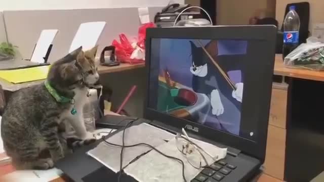 Cute cats watching video seriously