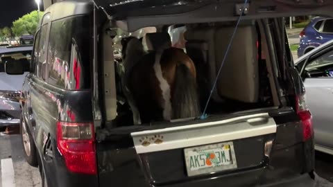Mini Horse Rides In Backseat