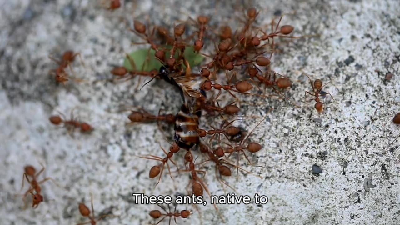 BULL ANT BITES