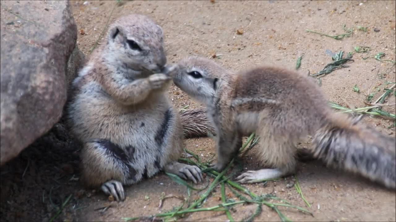 Funny Animal Squirrels fight over food