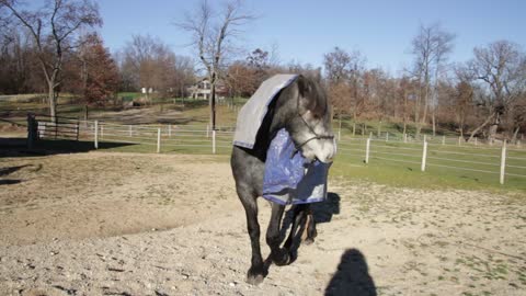 Silly Horse wants tarp off