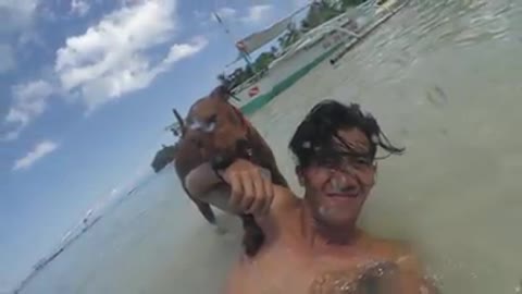 Dog Playing in the Beach