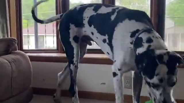 THE GREAT DANE Dog Video 94 - Great Dane Compilation - Tallest Dog in The World