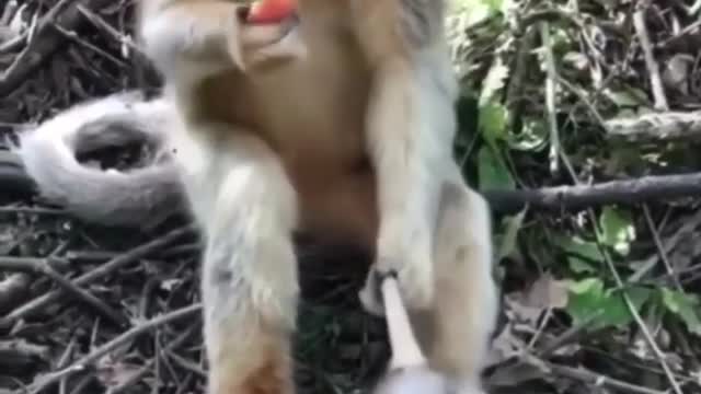 Funny monkey