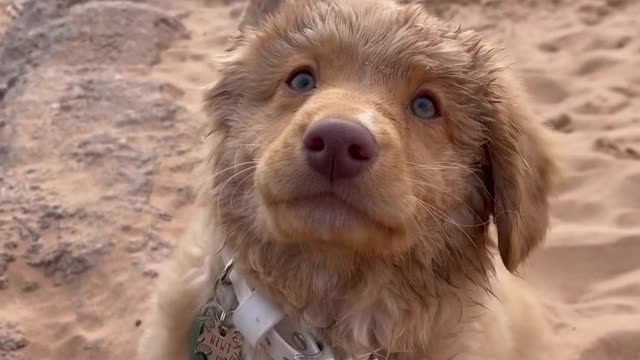 Could you resist this puppy?