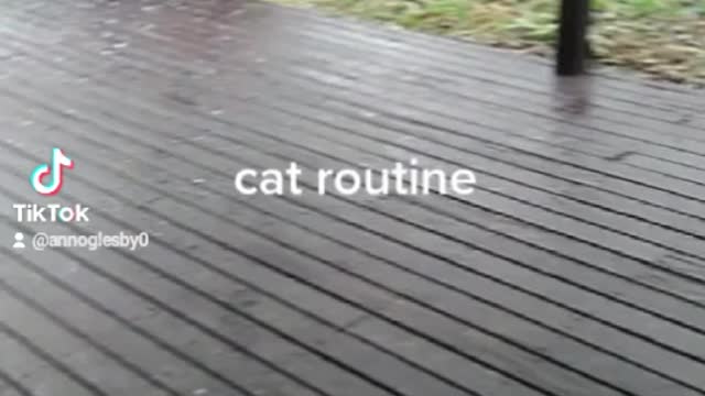 Cats routine