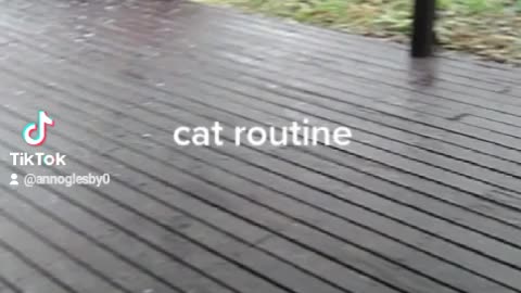 Cats routine