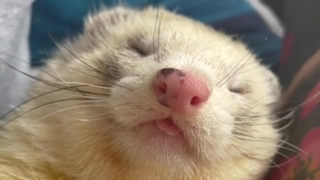 Adorable Cute Sleeping Ferret 😍 Cutest Critters