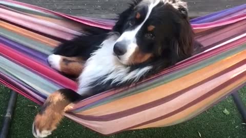 Doge chills in hammock