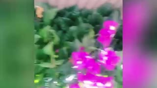 Bougainvillea ceiling angle video