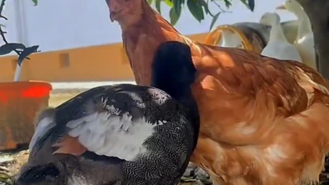 A cock and a duckling grow up together. They look so admiring.